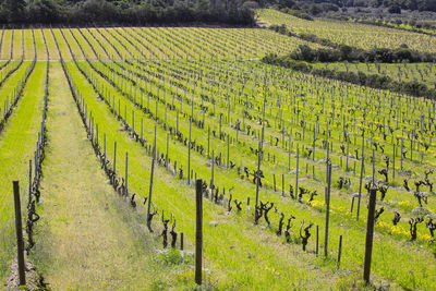 Scenic view of vineyard