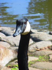 Close up of a bird in water