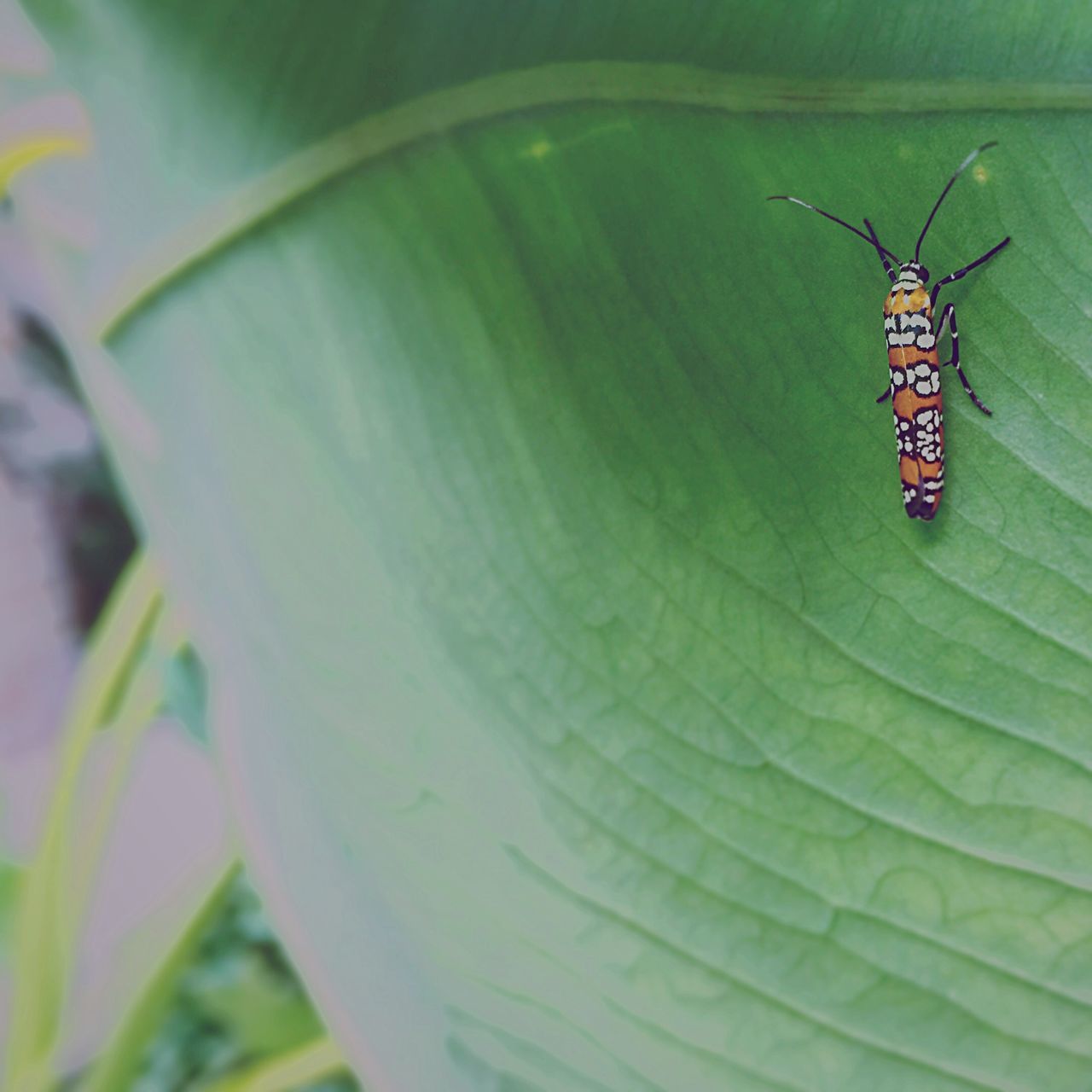 insect, animals in the wild, animal themes, one animal, close-up, wildlife, leaf, butterfly - insect, focus on foreground, green color, nature, plant, day, natural pattern, outdoors, no people, animal markings, butterfly, beauty in nature, selective focus