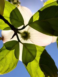 Low angle view of flower tree against sky