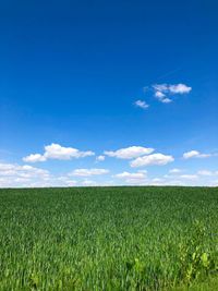 Scenic view of agricultural field against blue sky