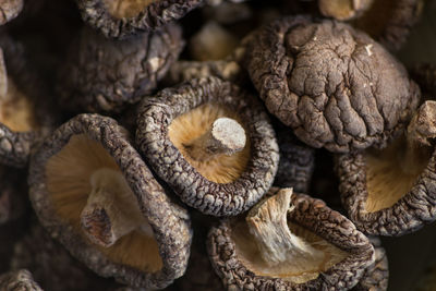 Full frame shot of mushrooms