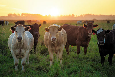 Cows standing in field during sunset