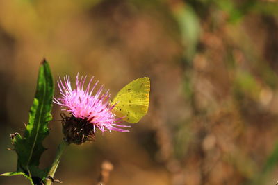 Close-up of butterfly on flower