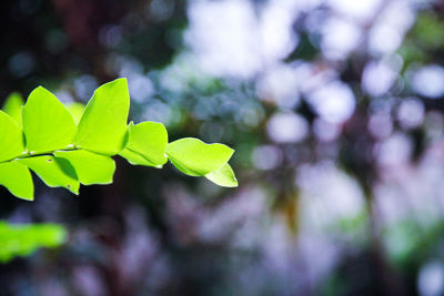 Close-up of plant growing outdoors