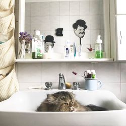 View of cat in bathroom