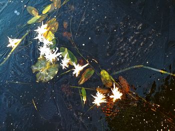 High angle view of leaves floating on lake