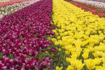 Close-up of yellow tulip flowers