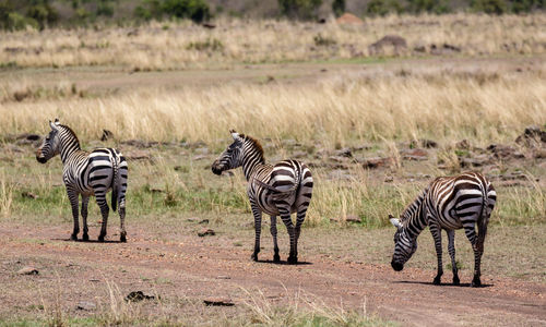 Zebras standing on zebra