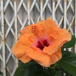 Close-up of orange rose flower