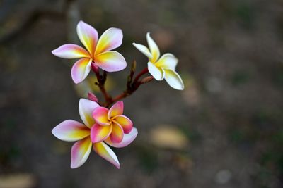 Close-up of yellow flowering plant