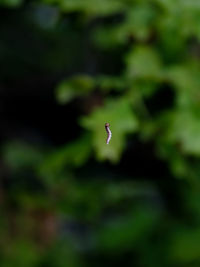 Close-up of a bird flying