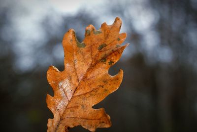 Close-up of dried maple leaf against blurred background