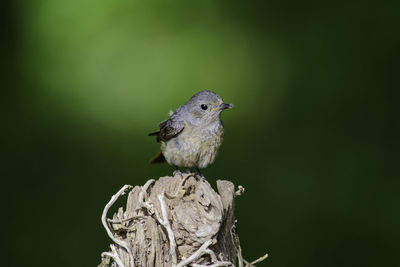 Close-up of bird perching on branch