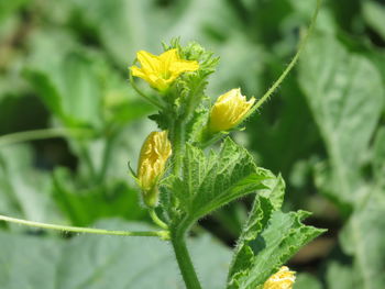 Close-up of yellow flowering plant