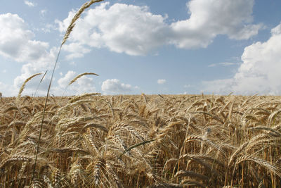 Wheat field against sky