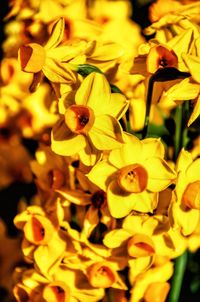 Close-up of yellow flowers blooming outdoors