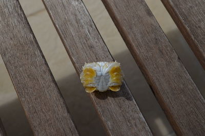 High angle view of yellow cat on wooden fence