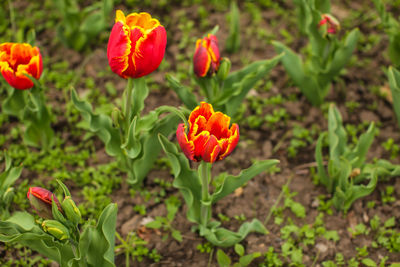 Close-up of flowering plant