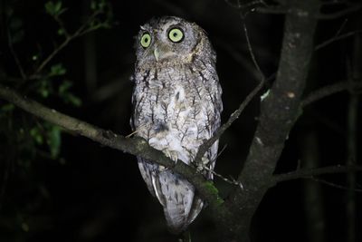 Close-up of owl perching on branch