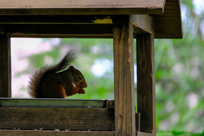 Close-up of bird on wooden surface