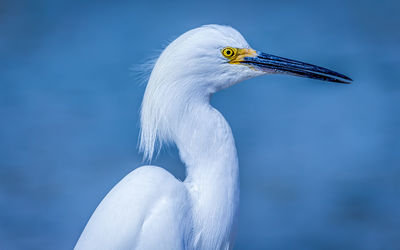 Close-up of bird against water