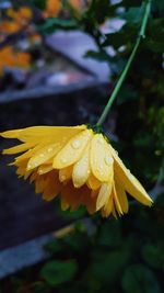 Close-up of wet yellow flower blooming outdoors