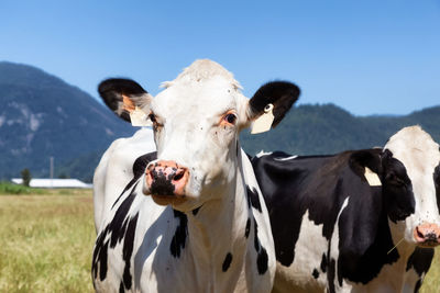 Portrait of cow on field