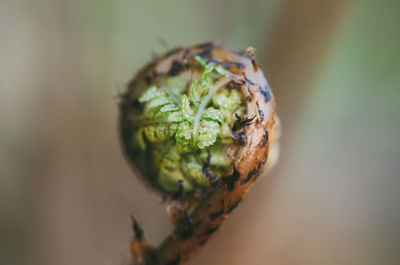 Close-up of green plant