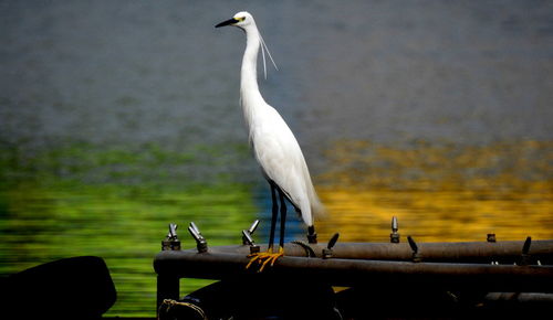 Seagull perching on a railing