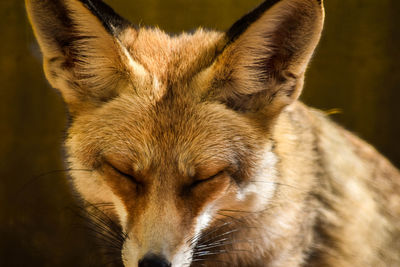 Close-up of fox with eyes closed