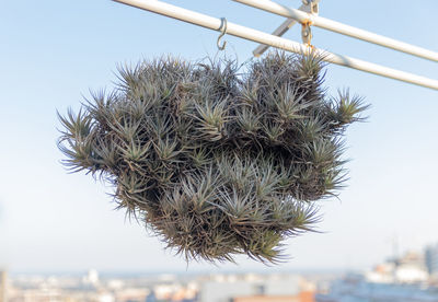 Close-up of cactus plant against clear blue sky