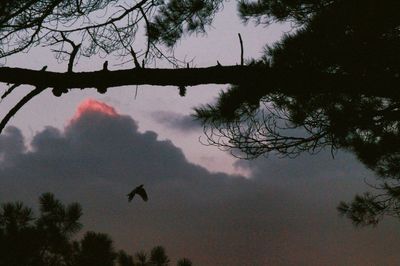 Silhouette birds flying against sky during sunset