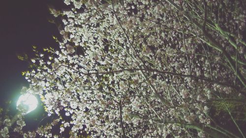 Low angle view of cherry blossom tree