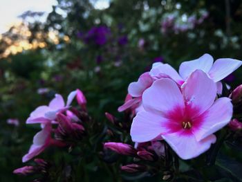 Close-up of purple flowers