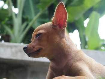 Close-up of dog looking away