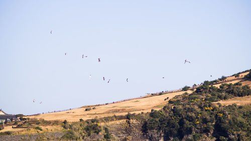 Flock of birds flying in the sky