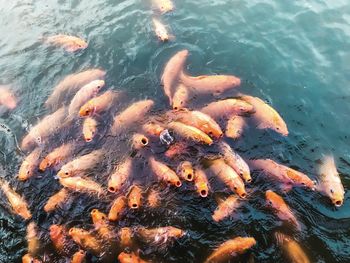 High angle view of koi carps swimming in lake