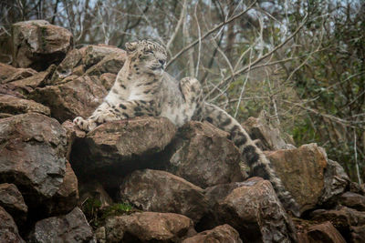 View of a cat on rock