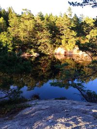 Reflection of trees in calm lake