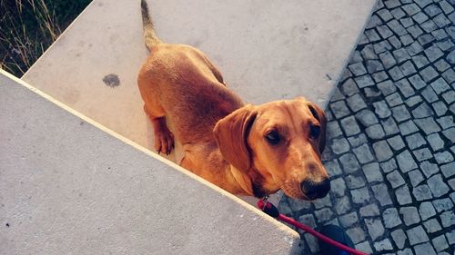 Dog sitting on street