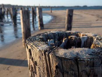 Close-up of driftwood on wooden post at beach