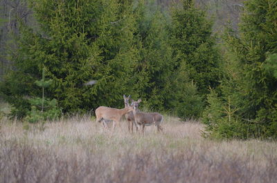 Beautiful scene with white tailed deer