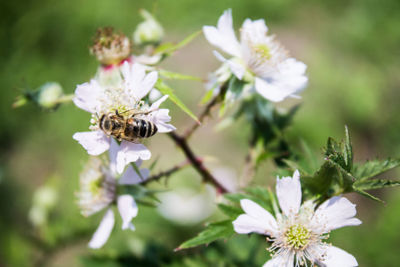 Close-up of bee on white flowers