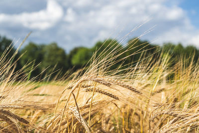 Close-up of wheat growing on field against sky