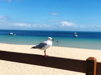 Seagull on a beach