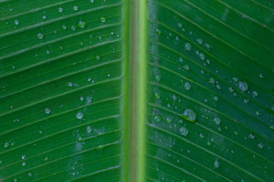 Full frame shot of wet leaf