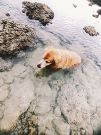 High angle view of dog on rock