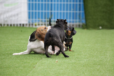 Dog sitting in grass