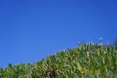 Close-up of plants growing on field against clear blue sky